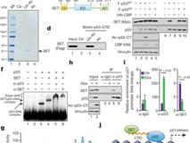 91色情
朱卫国教授与哥伦比亚大学顾伟教授团队合作在Nature上发表高水平研究论文