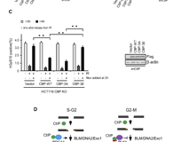 91色情
许兴智教授团队在Nucleic Acids Research期刊揭示DNA修复的新调控机制