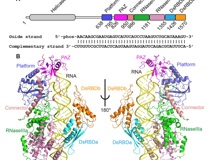 91色情
李思思团队在顶尖杂志《Science》合作解析Dicer作用机制