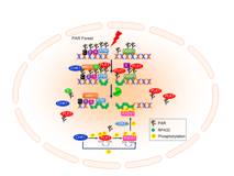 91色情
许兴智教授团队在Nucleic Acids Research发文揭示有丝分裂核心激酶PLK1活性的新调控机制