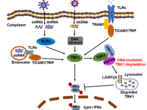 91色情
陈玮琳特聘教授团队在《Autophagy》发表研究论文