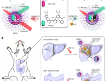 91色情
林静教授团队在《Research》发表活体硫化氢高灵敏成像研究成果