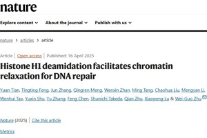 深圳大学朱卫国教授团队在国际顶级期刊Nature上发表论文揭示DNA损伤应答过程中染色质松散的新机制