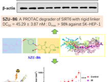 91色情
朱卫国教授团队在Journal of Medicinal Chemistry发表SIRT6小分子降解剂SZU-B6抗肝癌研究成果