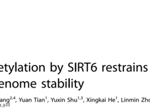 91色情
朱卫国教授团队在 Cell Death & Differentiation发表RNA结合蛋白hnRNPA2B1维持基因组稳定性研究成果